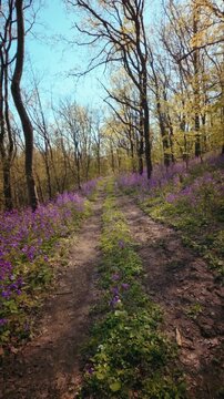 A calm, slow motion vertical POV of walking through a beautiful spring forest. Dirt trail lined with vibrant purple flowers under a sunny canopy. Conceptual b-roll of mindfulness in nature. 4k