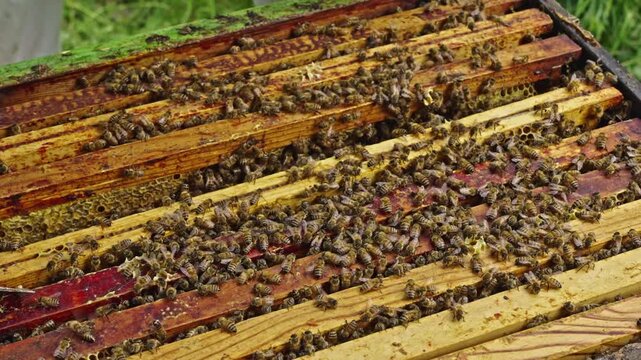 Apis mellifera worker bees (family Apidae) cluster on comb as beekeeper uses metal hive tool to lift frame from hive, showing controlled handling to reduce disturbance, handheld close up
