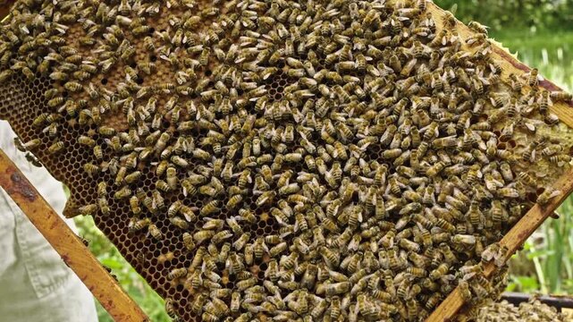 Apis mellifera worker bees (family Apidae) cluster on comb showing coordinated movement and calm behavior as frame is lifted and revealed under low disturbance ethical handling, vertical pan up