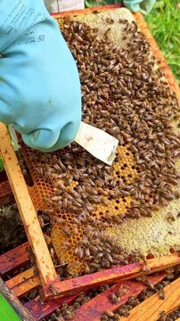 Apis mellifera worker bees (family Apidae) cluster on comb as beekeeper uses hive tool to displace individuals for inspection, showing coordinated movement and low defensive response, vertical macro