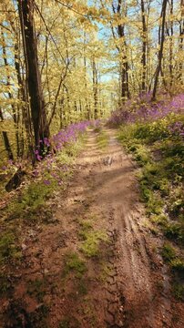 A calm, slow motion vertical POV of walking through a beautiful spring forest. Dirt trail lined with vibrant purple flowers under a sunny canopy. Conceptual b-roll of mindfulness in nature. 4k