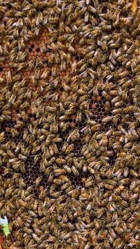 Apis mellifera worker bees (family Apidae) densely cluster on comb revealing brood pattern and coordinated movement during active colony phase, vertical macro close up