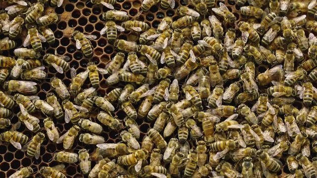 Apis mellifera worker bees (family Apidae) densely cluster on comb showing coordinated movement and surface coverage during active colony phase, handheld macro reveal