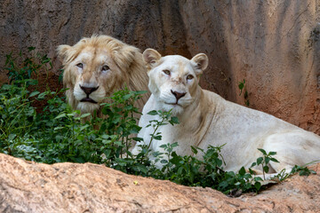 Obraz premium A male and female white lion pair rest together peacefully near a rocky wall surrounded by green vegetation.