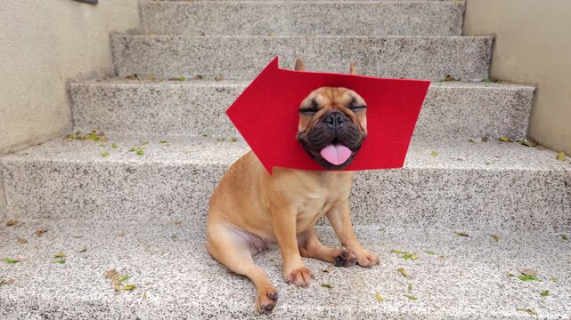 Adorable young French Bulldog sits on concrete steps wearing red arrow-shaped sign mask on its head, peeking through cutout with funny expression and panting. Humorous concept of playful direction