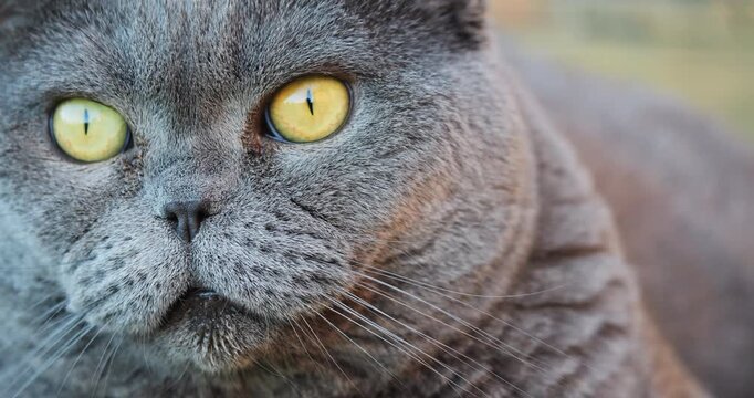 Close-up portrait of a British grey cat with yellow eyes looking into the distance and sniffing the air