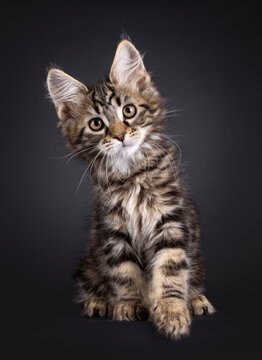 Expressive black tabby Maine Coon cat kitten, sitting up facing front. Looking curious towards camera. Isolated on a black background.