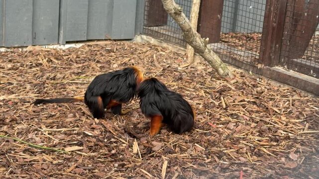Two small animals with black and orange fur interact on the ground, foraging among wood chips in a natural enclosure setting