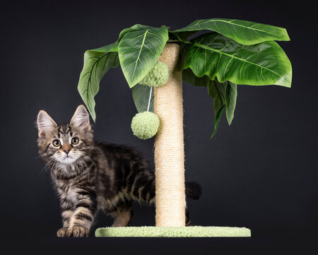 Expressive black tabby Maine Coon cat kitten, standing behind gree plam tree shaped scrating pole. Looking curious towards camera. Isolated on a black background.