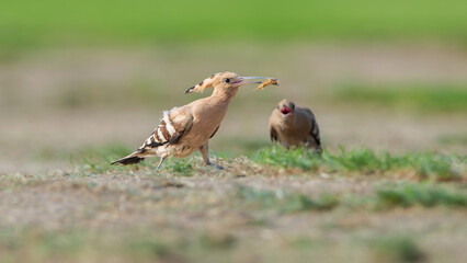 red billed hornbill in grass © Bai