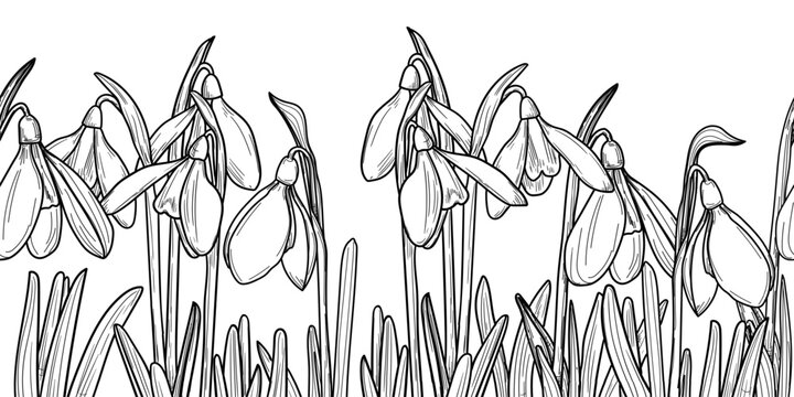 Snowdrops, spring flowers, hand-drawn sketch. vector illustration. Forest clearing of primroses, seamless horizontal border, isolated on a white background
