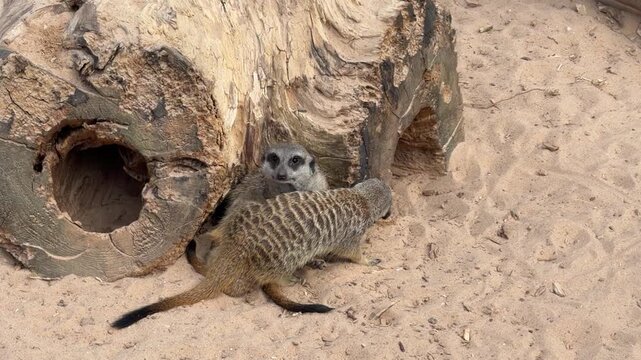 Meerkats interact playfully near a hollow log in sandy terrain, showcasing their social behavior and natural habitat in a wildlife setting