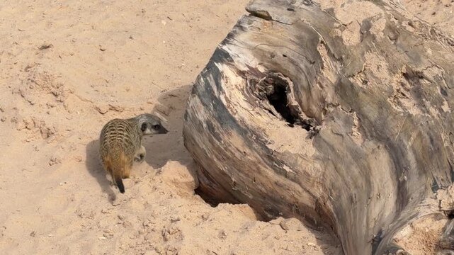Meerkat explores sandy terrain near a large wooden log, showcasing its natural behavior in a desert environment