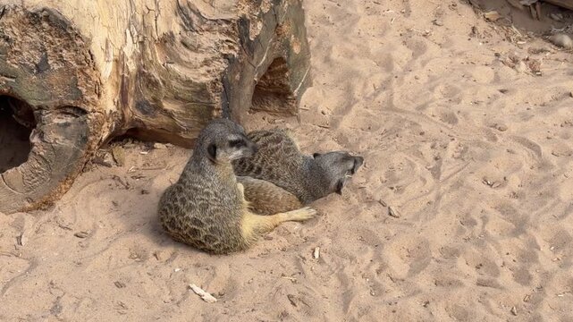Two meerkats resting together near a hollow log on sandy ground, showcasing their relaxed posture and natural habitat