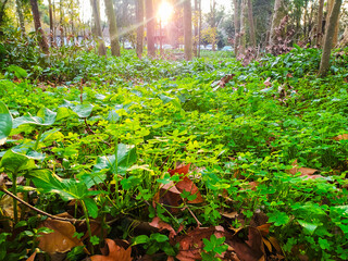 Naklejka premium Lush green clover and ivy blanket a serene forest floor, illuminated by a warm sun flare. This enchanting woodland scene symbolizes renewal and the peaceful harmony of natures seasonal shifts.