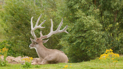 Obraz premium Red Deer Stag with Large Antlers Resting in a Scottish Meadow