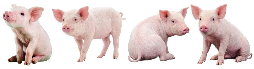 Adorable little pink piglets in various playful poses, showcasing their youthful charm. Isolated photograph. © PlantAndFlowerPNG
