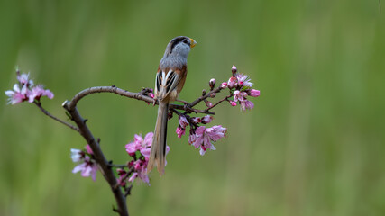 blue tit on a branch © Bai
