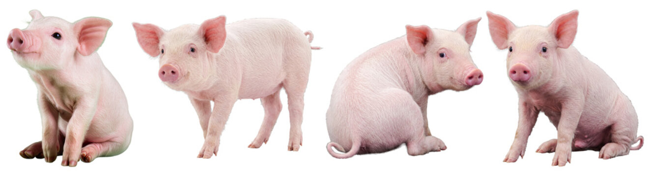 Adorable little pink piglets in various playful poses, showcasing their youthful charm. Isolated photograph.