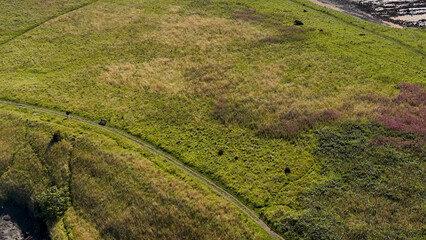 Naklejka premium Aerial View of a Coastal Meadow with Wildflowers and a Walking Path