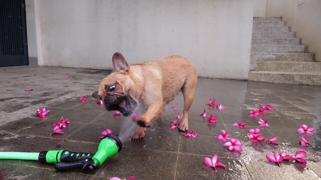 Hilarious and energetic young dog joyfully romps and attacks water spray from handheld garden sprinkler lying on paved driveway, splashing with paws and snapping at water with open mouth.