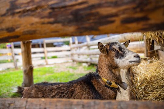 Domestic brown and white horned goat with a beard, standing contentedly in a rural farm environment
