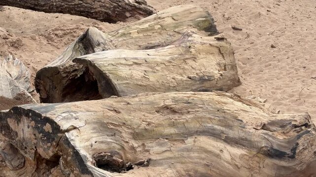 Meerkats interact and rest on large logs in sandy habitat, showcasing their social behavior and natural environment in Africa