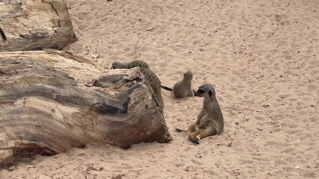 Meerkats interact near a large log on sandy terrain, showcasing their natural behavior in a desert-like environment