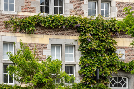 Historische Fassade mit Kletterpflanzen in Maastricht, Limburg, Niederlande