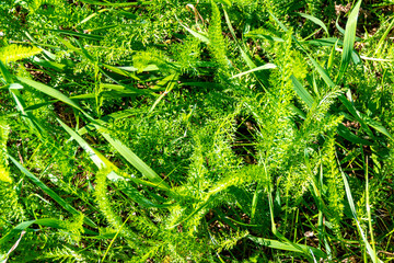 Close up green yarrow foliage background texture with feathery leaves and grass blades natural plant pattern for design © Dmitrii