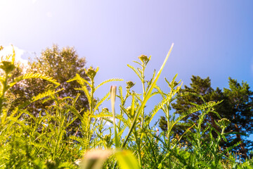 Green yarrow foliage against blue sky with trees symbolizing growth renewal and connection to nature for wellness concepts summer © Dmitrii