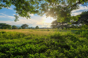 Fototapeta premium Sunset Glow Over Grassy Field: Golden sunset bathes grassy field under the canopy of a majestic tree, as sun beams filter through the branches creating scene of serenity and natural beauty.