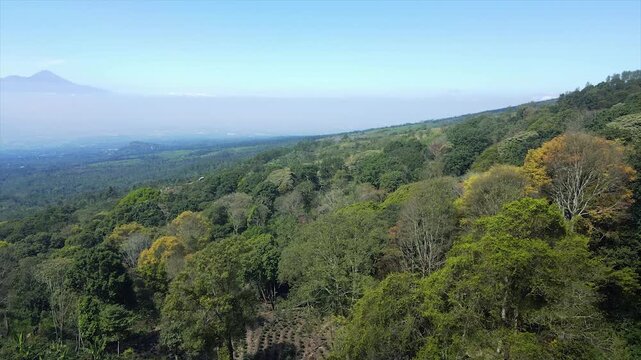 Tropical banana plantation on the lush slopes of Mount Arjuno under a clear blue sky. 4K quality.