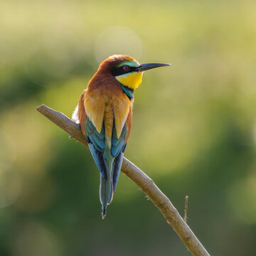 European bee-eater (Merops apiaster) perched on a branch. Nature reserve of the Isonzo river mouth, Isola della Cona, Friuli Venezia Giulia, Italy.