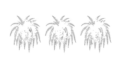 Set of tropical fern plants, stylized drawing on transparent background. © Sara Studio