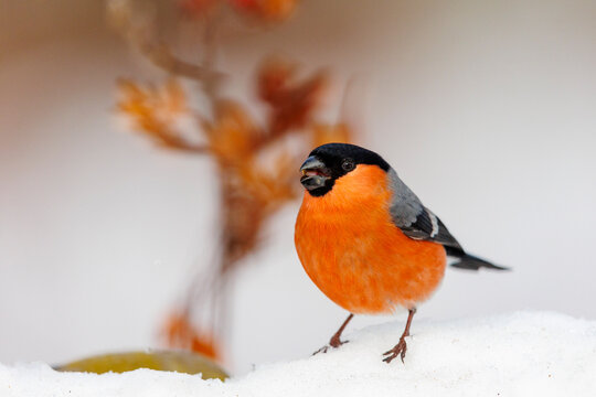 Eurasian bullfinch (Pyrrhula pyrrhula) male, standing on snow, Riano, Province of Leon, Castile and Leon, Spain. February. 