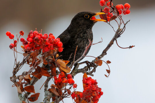 Blackbird (Turdus merula) male, perched on branch feeding on Rowan berries, Riano, Province of Leon, Castile and Leon, Spain. February. 