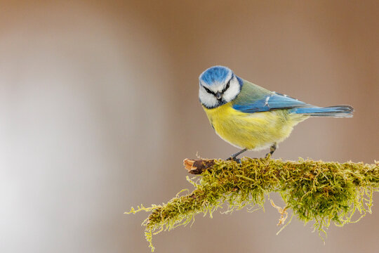 Blue tit (Cyanistes caeruleus) perched on lichen-covered branch, Riano, Province of Leon, Castile and Leon, Spain. February. 