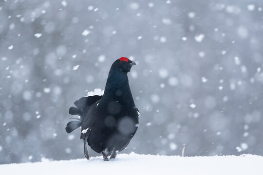 Black grouse (Lyrurus tetrix) in blizzard at courtship lek, Finland. April. 