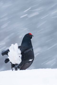 Black grouse (Lyrurus tetrix) male calling and displaying at courtship lek in a blizzard, Finland. April. 