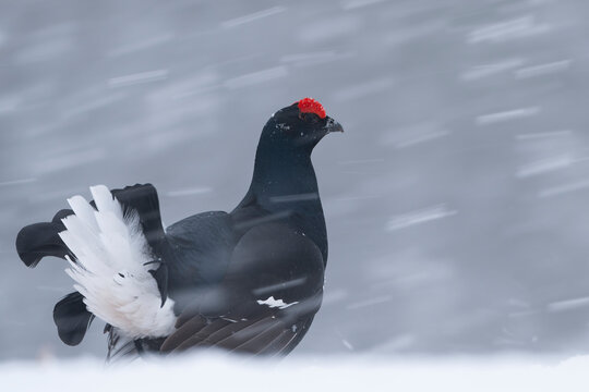 Black grouse (Lyrurus tetrix) male calling and displaying at courtship lek in a blizzard, Finland. 