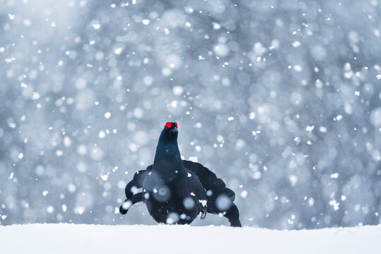 Black grouse (Lyrurus tetrix) in blizzard at courtship lek, Finland. April. 