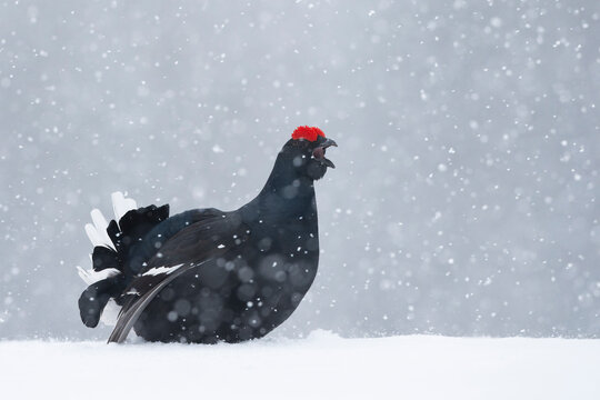 Black grouse (Lyrurus tetrix) male courtship display at lek in blizzard, Finland. April. 