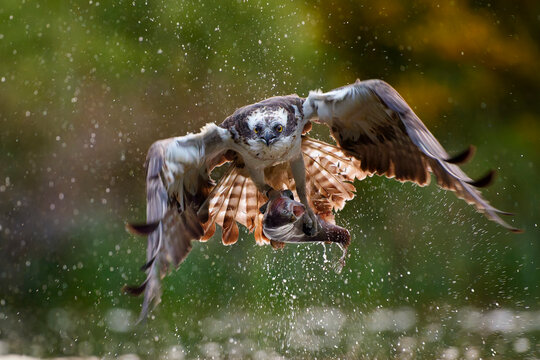 Osprey (Pandion haliaetus) catching fish prey, Aviemore, Scotland, UK. June. 