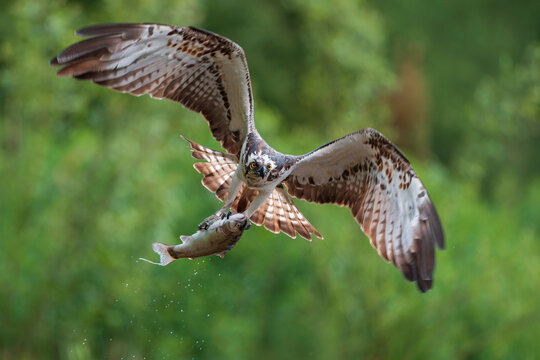 Osprey (Pandion haliaetus) in flight carrying fish prey in talons, Aviemore, Scotland, UK. June. 