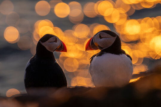 Puffins (Fratercula arctica) couple backlit at sunset on Hornoya island, Varanger, Finnmark, Norway. March. 