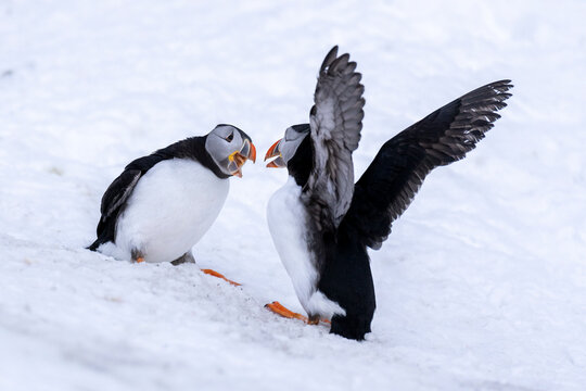 Two Puffins (Fratercula arctica) male, fighting for territory on snow, Hornoya, Finnmark, Norway. March.  
