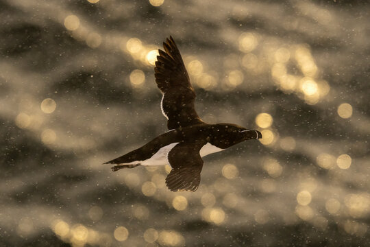 Razorbill (Alca torda) in flight at sunset during snowfall, Hornoya island, Varanger, Norway. March. 