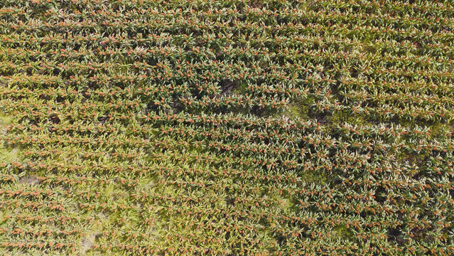Aerial Top Down View of Textured Rows in an Australian Sorghum Field