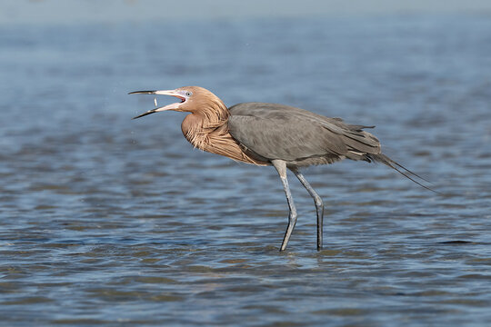 Reddish egret (Egretta rufescens) catching fish prey in coastal lagoon, Florida, USA. February. 